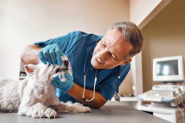 Best Chipped Tooth Repair Near Me  in Affton, MO